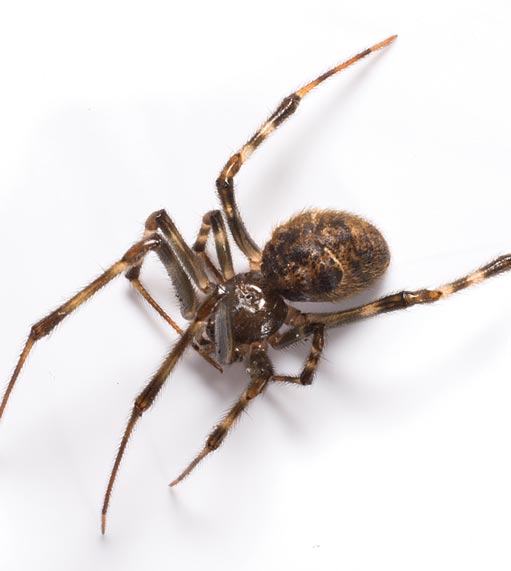 Giant House Spider