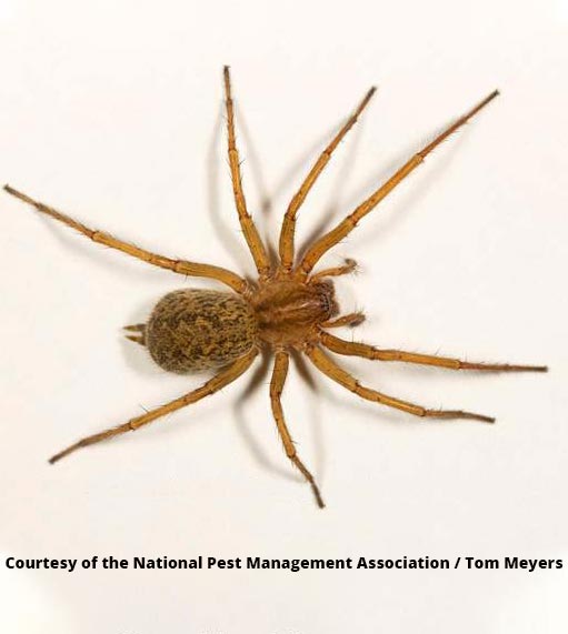 Hobo Spiders  Miche Pest Control