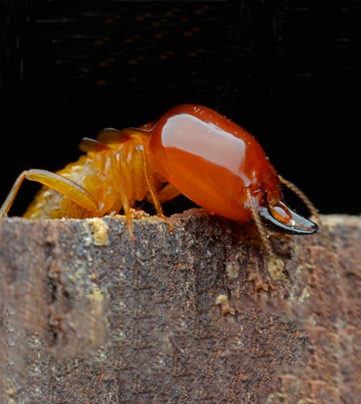 TERMITES - Beaverton Pest Control